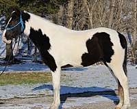 local-spotted-saddle-horse