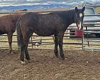 brown-western-ridi-horse