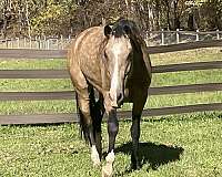 dappled-buttermilk-buckskin-horse