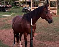 quarter-horse-mare