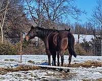 all-around-breeding-quarter-horse