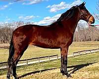 beginner-kentucky-mountain-horse