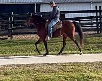 breeding-kentucky-mountain-horse