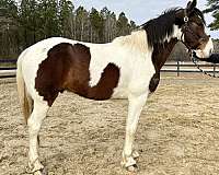 great-personality-rocky-mountain-horse