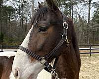 happy-rocky-mountain-horse