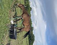 buckskin-quarter-horse-mare