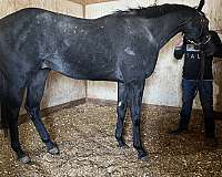 tfh-thoroughbred-horse