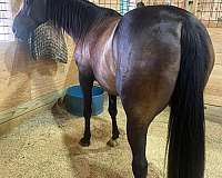 no-maintenance-gelding