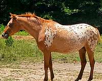 chestnut-blanket-with-shoulder-patches-horse