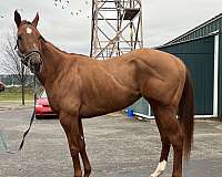 curlin-thoroughbred-horse