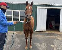 curlin-filly