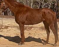 chestnut-field-hunt-horse