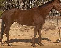 chestnut-field-h-horse