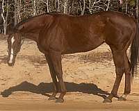 field-h-thoroughbred-horse