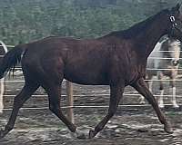 field-h-thoroughbred-horse