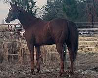 chestnut-field-h-horse