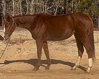 all-around-thoroughbred-horse