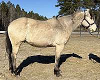 english-or-western-draft-horse