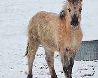 grey-dun-fjord-horse