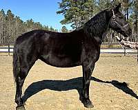 pretty-mover-draft-horse