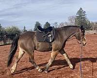 draft-horse