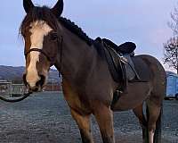 draft-horse-for-sale