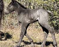 blue-roan-star-horse