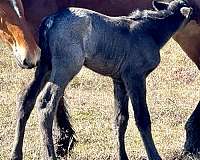 athletic-draft-horse