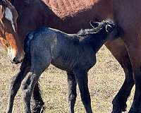 driving-draft-horse