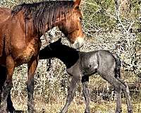 english-pleasure-draft-horse