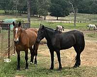 hunter-under-saddle-draft-horse