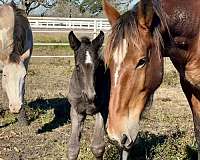 beautiful-filly-draft-horse