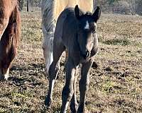 dam-draft-horse