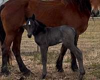 halter-broke-draft-horse