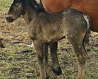 deposit-draft-horse