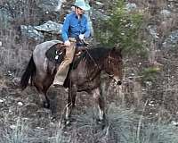 all-around-prospect-draft-horse