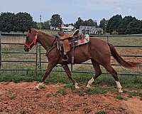 quarter-horse-filly