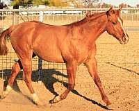 quarter-horse-colt