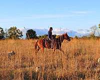 roan-sorrel-quarter-horse-gelding