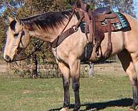 beginner-quarter-horse