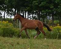 great-mover-warmblood-horse