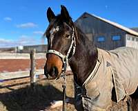 dressage-warmblood-horse