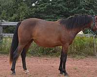 field-hunter-warmblood-horse