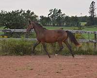 jumper-warmblood-horse