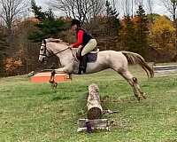 hunter-jumper-knabstrupper-horse