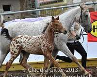 show-jumping-knabstrupper-horse