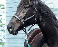 15-hand-warmblood-broodmare