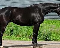 breeding-stallion-hanoverian-horse