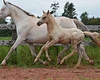 white-knabstrupper-mare