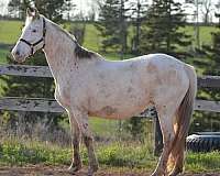 white-cwhba-mare